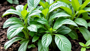 有种茶叶叫什么兰花